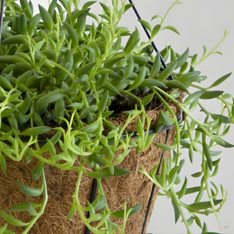 String of Dolphins Plant Live in 4'' Inch Pot | Trailing Succulent & Hanging Houseplant | Dolphin Plants Live Houseplants for Indoor Décor