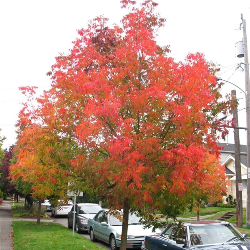 2 Chinese Pistache Live Plants | 1-2 Feet Tall Bare Root Seedlings | Pistacia Chinensis Deciduous Shade Trees | Vibrant Fall Color Ornamental Tree