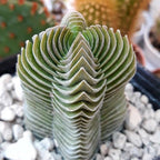3 Live Succulent Crassula, Buddha's Temple Succulent in 2 Inch Pot, Low Maintenance, Thrives in Home & Office, Perfect for Plant Enthusiasts