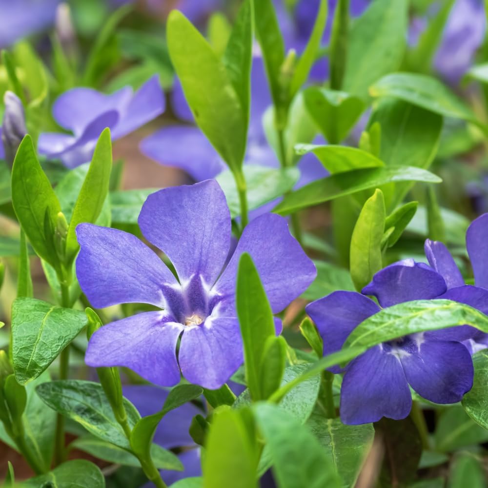 2 Vinca Minor Plants, Periwinkle Plants Live, 4" Container, Vigorous Creeping Groundcover for Backyard and Garden Rows