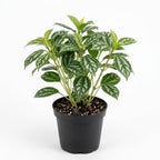 Pilea Cadierei Plant, 4" Potted Watermelon Pilea, High-Vigor Low Maintenance Houseplant for Desks, Pet-Friendly Silver & Green Foliage