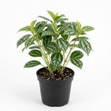 Pilea Cadierei Plant, 4" Potted Watermelon Pilea, High-Vigor Low Maintenance Houseplant for Desks, Pet-Friendly Silver & Green Foliage