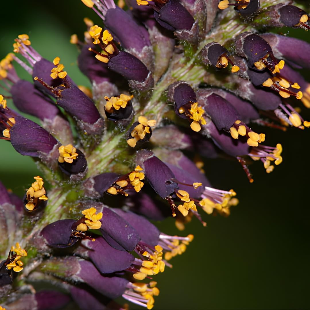 Amorpha fruticosa Live Plants 6–12 Inch | False Indigo Bush Starter Tree | Fast-Growing Native Plant with Showy Purple Blooms | Great for Wild Gardens