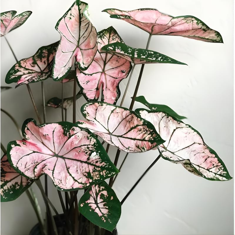 Pink Princess Philodendron Live Plant | Easy Plants Live Houseplants with Self-Watering 4 Inch Pot | Philodendron Pink Princess Plant for Indoor Home & Office