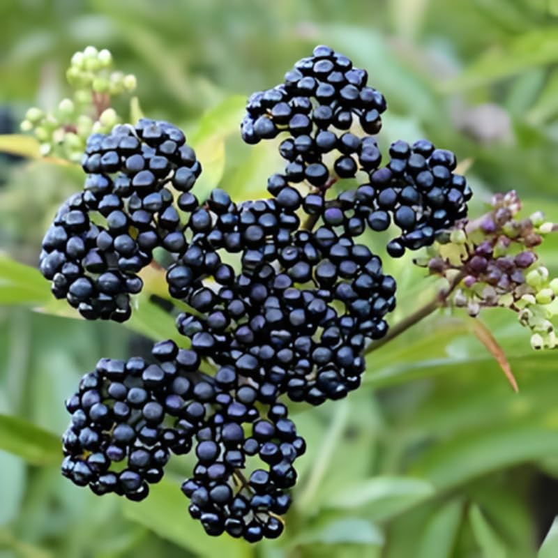 2 Elderberry Live Plants | 8-12 Inches Bare Root Rooted Cuttings | Black Sambucus Deciduous Fruit Shrub | Well-Rooted for Outdoor Garden and Landscape