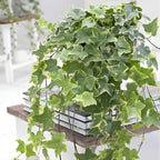 Gold Child English Ivy Live Plants in 4” Inch Pot | Hardy Gold Child English Ivy Indoor Plant for Fresh Home Greenery | Low-Maintenance English Ivy Houseplant Ideal for Home Décor