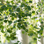 Quaking Aspen Tree Live Plant, 4-6" Tall, Vigorous Fast-Growing Deciduous Plant with White Bark for Backyard Foundation Planting & Borders