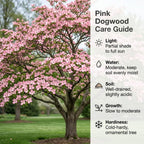 Pink Flowering Dogwood Tree Live Plant, 6-12 Inch Tall in 2.5 Inch Pot, Rosy Spring Blooming Ornamental Tree
