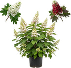 Ruby Slipper Oakleaf Hydrangea Live Plant, 12-18 Inch Tall in 4" Pot Hydrangea Plants Trees Shrubs, Low Maintenance Compact Flowering Shrub for Borders, Garden Beds & Outdoor Landscaping