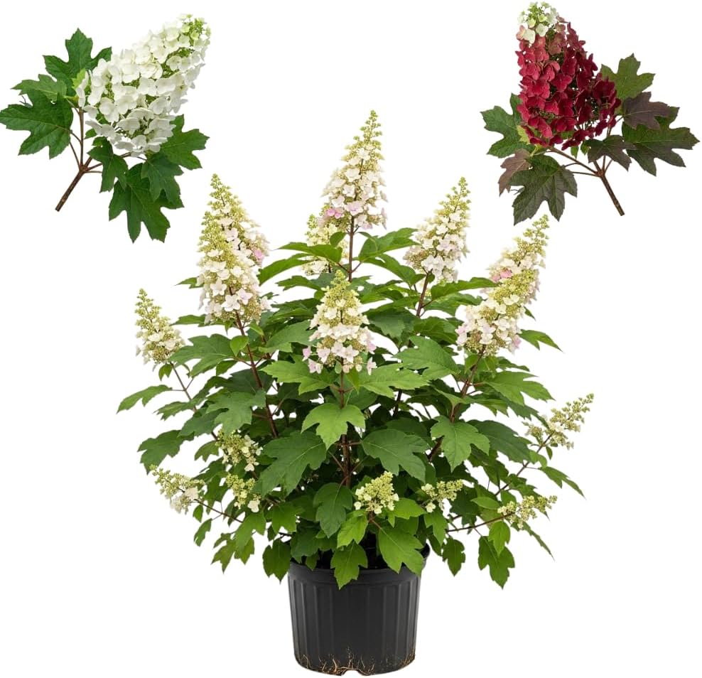 Ruby Slipper Oakleaf Hydrangea Live Plant, 12-18 Inch Tall in 4" Pot Hydrangea Plants Trees Shrubs, Low Maintenance Compact Flowering Shrub for Borders, Garden Beds & Outdoor Landscaping