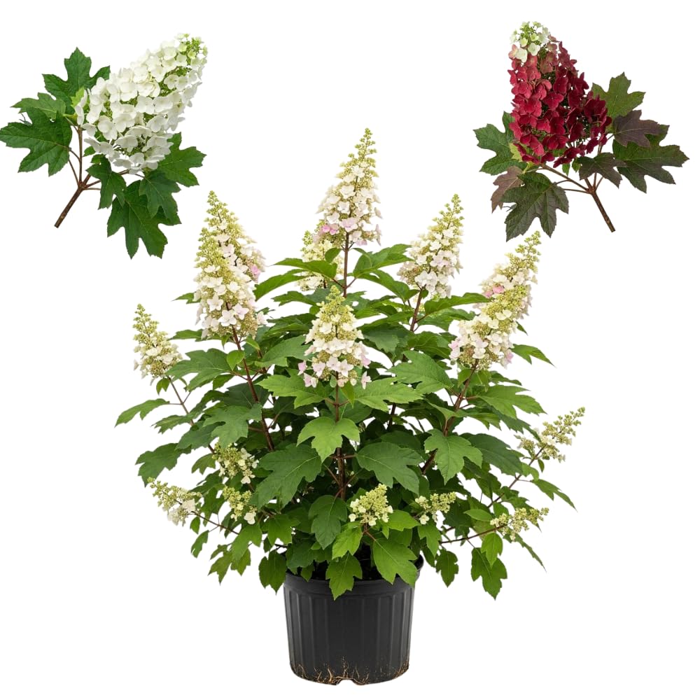 Oakleaf Hydrangea Live Plant, 12-18 Inch Tall in 4" Pot, Hydrangea Plants Trees Shrubs, Low Maintenance Compact Flowering Shrub for Borders, Garden Beds & Outdoor Landscaping