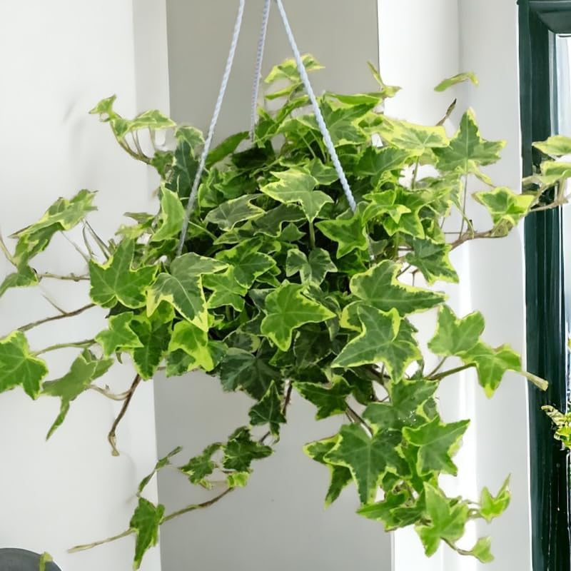 Gold English Ivy Live in 6 Inch Pot for Planting | Real English Ivy Live Plant | Trailing Plant & Climbing Vine | Easy Care House Plant | Real English Ivy Plants for Indoor & Outdoor Spaces