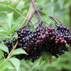 2-Pack Black Elderberry Rooted Cuttings | 8-12" Bare Root Live Plant Seedlings | Fast-Growing Fruit Bearing Shrubs