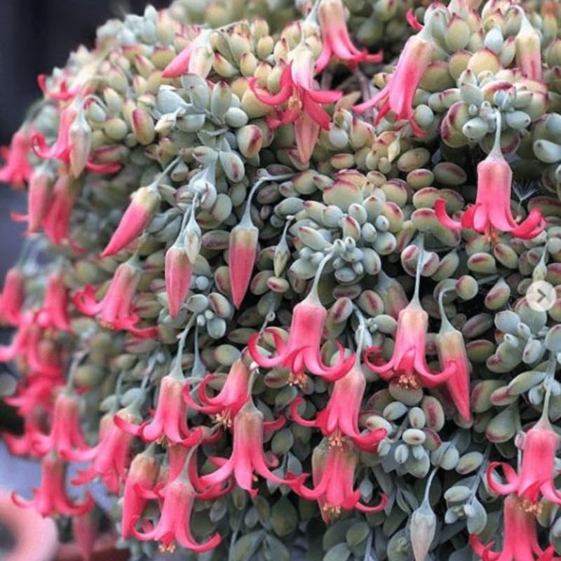 Cotyledon Pendens Succulent Plant Live – 4 Inc Pot | Indoor Trailing Houseplant | Well Rooted Easy to Care