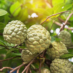 Green Sugar Apple Tree Live Plant, 2-3 Ft Tall in 3 Gallon Pot, Low Maintenance Tropical Fruit Tree for Backyard Orchard (No Ship to CA, HI, AK)