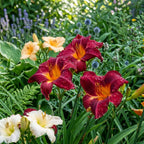 3 Red Volunteer Daylily Plant Bare Roots, Fast Growing, Easy to Grow Daylilies Perennial Plants, Ready to Plant for Outdoor Garden & Landscaping