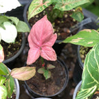 Philodendron Pink Princess Plants | Pink Princess Plant Live Houseplant in Self-Watering 4” Inch Pot | Easy-Care Indoor Plant for Shelves, Desks & Modern Spaces