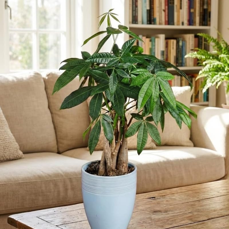 Money Tree, 4 Inch Pot Size, Potted Indoor Plant, Low Maintenance Decorative Tree for Bright Indirect Light