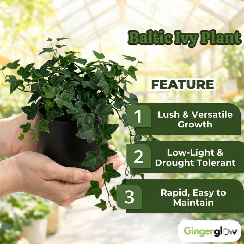 2 Baltic English Ivy Live Plant with Pots, Easy-Care Climbing Vines Live Plants, Ideal for Ground Cover, Hanging Baskets & Indoor Décor