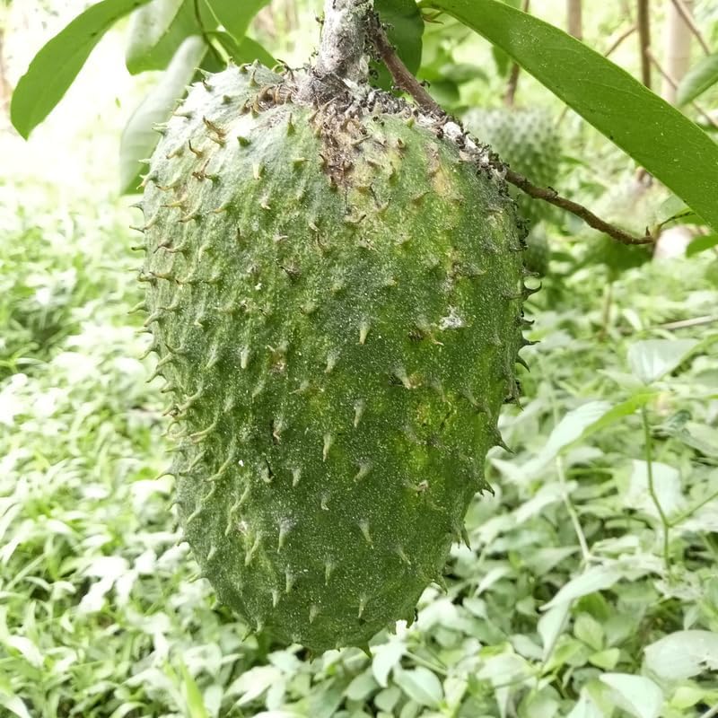 No Ship to CA, HI, AK, Soursop Live Plant, 24-30" Tall in 1 Gallon Pot, Exotic Guanabana Fruit Tree for Tropical Gardens and Patios