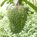 No Ship to CA, HI, AK, Soursop Live Plant, 24-30" Tall in 1 Gallon Pot, Exotic Guanabana Fruit Tree for Tropical Gardens and Patios
