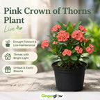 2-Plant Set Pink Euphorbia Milii Live Plant | Crown of Thorns Houseplant | 4 to 8 Inch Tall, Easy to Grow Indoor or Outdoor Decorative Plant, Home Office, Patio Garden
