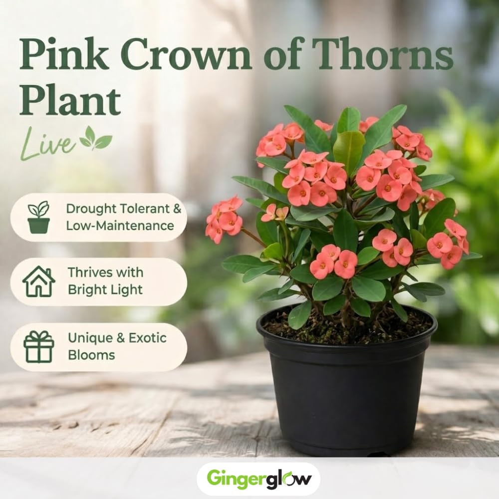2-Plant Set Pink Euphorbia Milii Live Plant | Crown of Thorns Houseplant | 4 to 8 Inch Tall, Easy to Grow Indoor or Outdoor Decorative Plant, Home Office, Patio Garden
