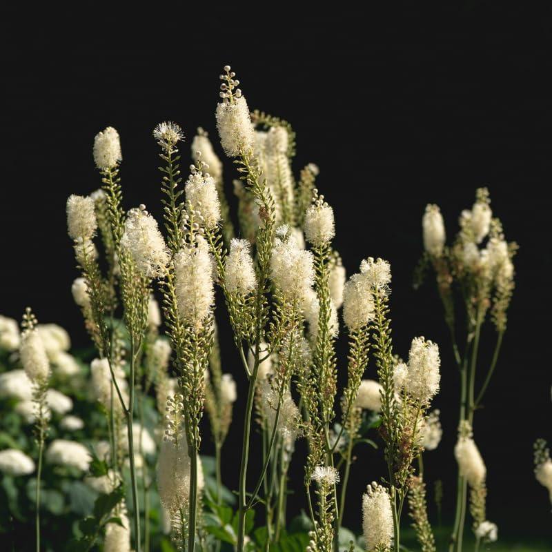 20 Black Cohosh Roots Bugbane Live Plants, Easy Care Actaea Racemosa, Shade Plants Outdoor Perennial with Tall White Flower Spikes for Woodland Gardens & Borders