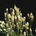 20 Black Cohosh Roots Bugbane Live Plants, Easy Care Actaea Racemosa, Shade Plants Outdoor Perennial with Tall White Flower Spikes for Woodland Gardens & Borders