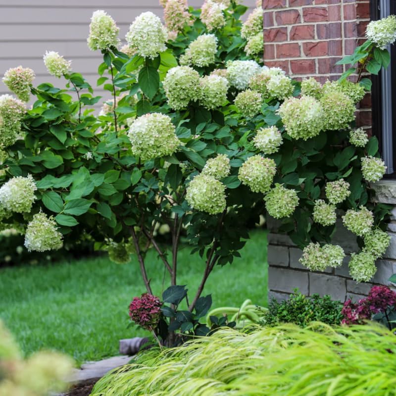 2-Pack Limelight Hydrangea Live Bare Root Seedlings | 12-24" Rooted Cuttings | Cold-Hardy Panicle Flowering Shrub | Robust Plants for Home Garden Borders