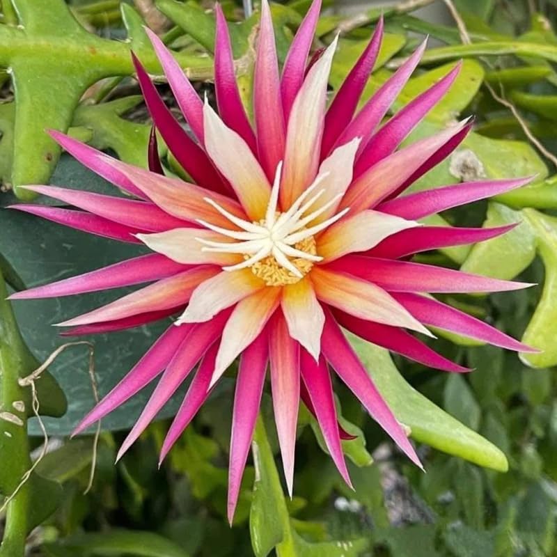 Fishbone Cactus (RIC Rac Cactus) Live Plant in 3" Pot | Unique Fish Bone Patterned Foliage | Easy-Care Indoor Tropical Houseplant | Great for Home Décor