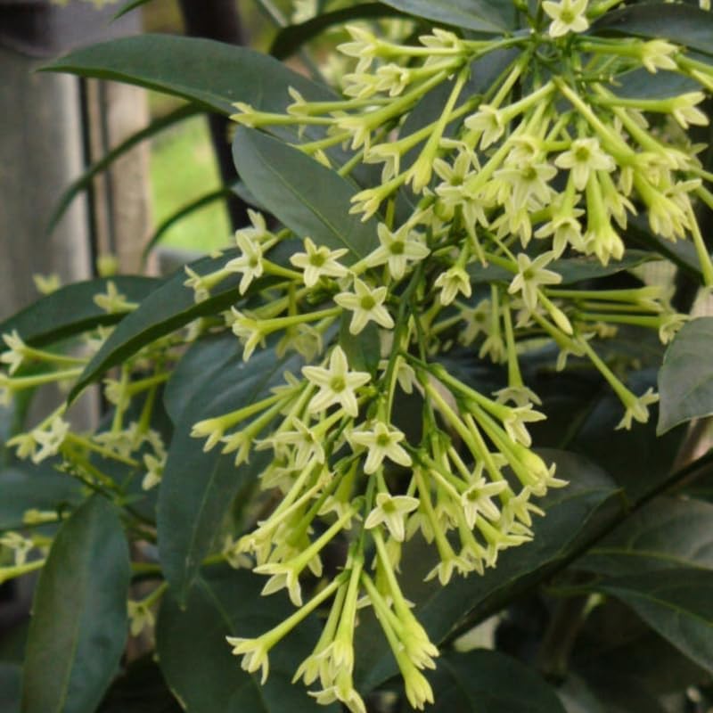 Night Blooming Jasmine Plant Live, 8" Bare Root Seedling, Fast Growing Cestrum Nocturnum Shrub, Well-Rooted Plant for Home and Garden