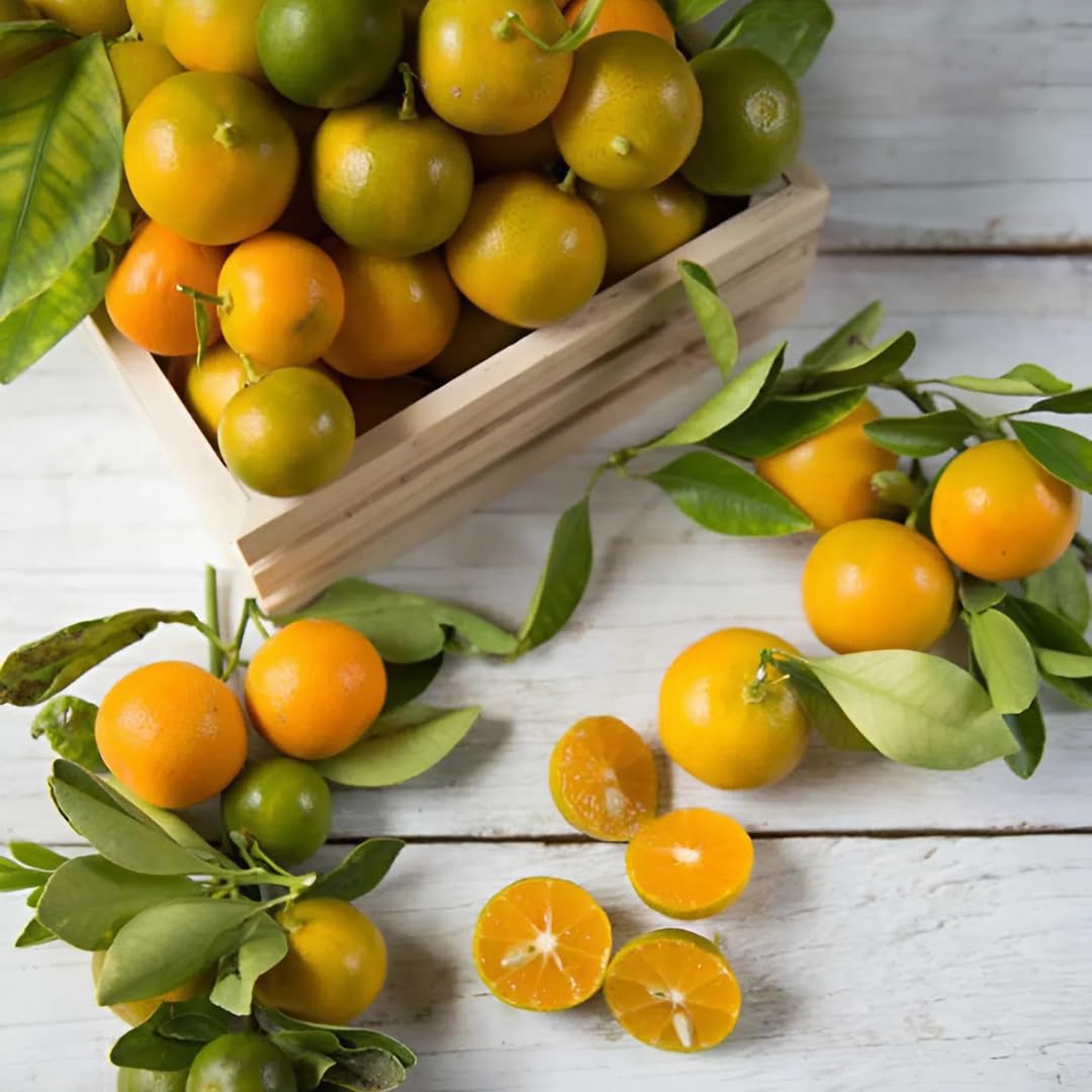 Hamlin Orange Tree for Planting | 2.5–3 Ft Live Citrus Plant | Easy-Grow Edible Fruit Tree for Home Gardens & Patios | No Ship to CA,HI,AK