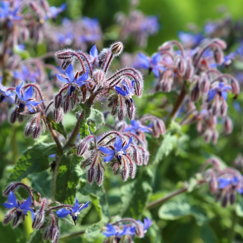 2 Blue Borage Plants Live in Large Pot, Non GMO, Low Maintenance, Fragrant Edible Flower Herb Plants for Gardens & Containers