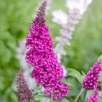Butterfly Bush Live Plant – Raspberry Buddleia, 4-6 Inch Tall Starter, Vibrant Pink-Red Flowering Shrub for Backyard and Garden Rows
