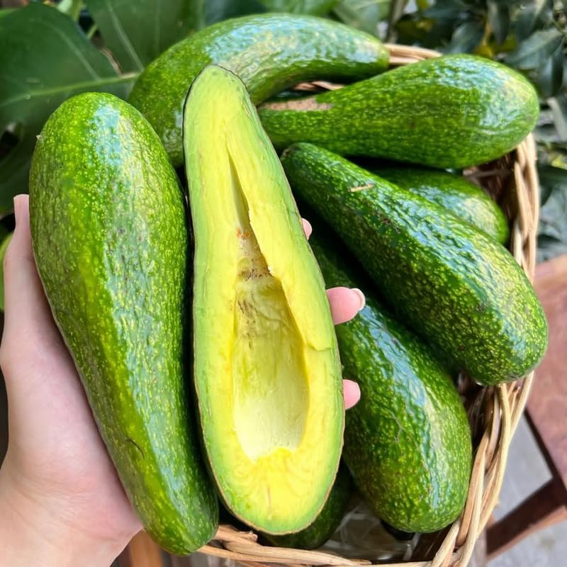 (No Ship to CA,HI,AK) Avocado Trees Live Plants - Russell Avocado | 30–36 Inch Tall Potted Plant | Fruit Tree for Outdoor Growing & Home Gardens