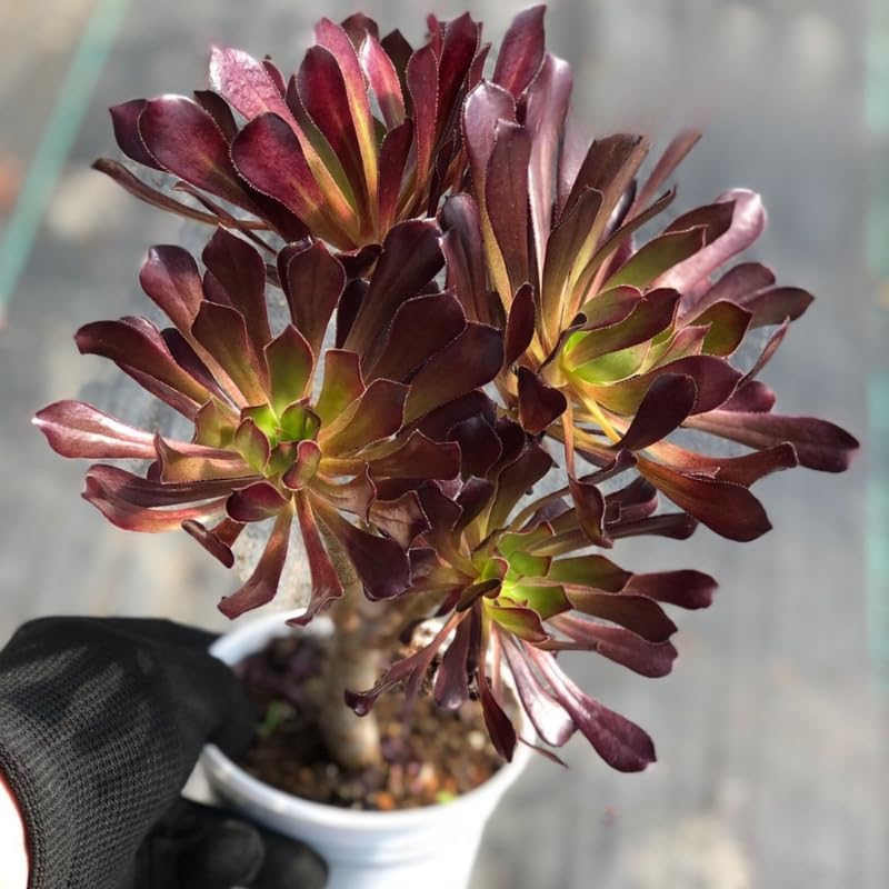 Aeonium Succulents Plants Live in 4" Inch Pot | Black Rose Tree for Planting | Great for Home & Office Styling, Succulent Arrangements & Beginner Growers
