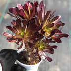 Aeonium Succulents Plants Live in 4" Inch Pot | Black Rose Tree for Planting | Great for Home & Office Styling, Succulent Arrangements & Beginner Growers