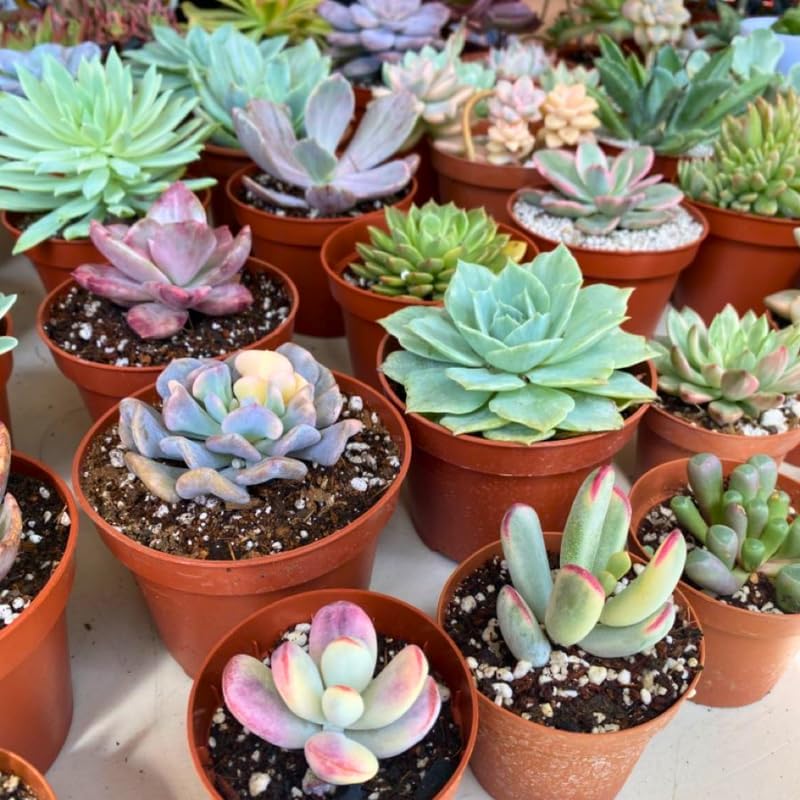 6 Unique Succulent Plant Pack Collection, Live Mini Succulent Plants in 2 Inch Pot, Mixture of Colors & Textures, Birthday and Wedding Party Gifts