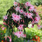 Xmas Cactus Live Plants in 4" Inch Pot | Vibrant Christmas Cactus Plants | Easy-Care Indoor Tropical Houseplant | Ideal Gift for Plant Enthusiasts