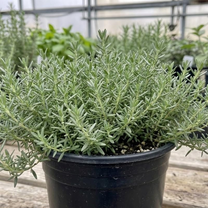 2 Thyme Plants Live for Planting, French Thyme, 4-Inch Tall, Fresh Edible Herb for Kitchen Gardens, Easy to Care Indoor Plant