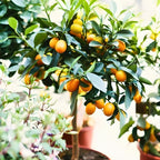 Meiwa Sweet Kumquat Tree Live Plant | 3 Ft Tall | Fresh Round Sweet Fruit with Edible Peel, Fragrant Blooms | Ideal for Home Gardens and Patios