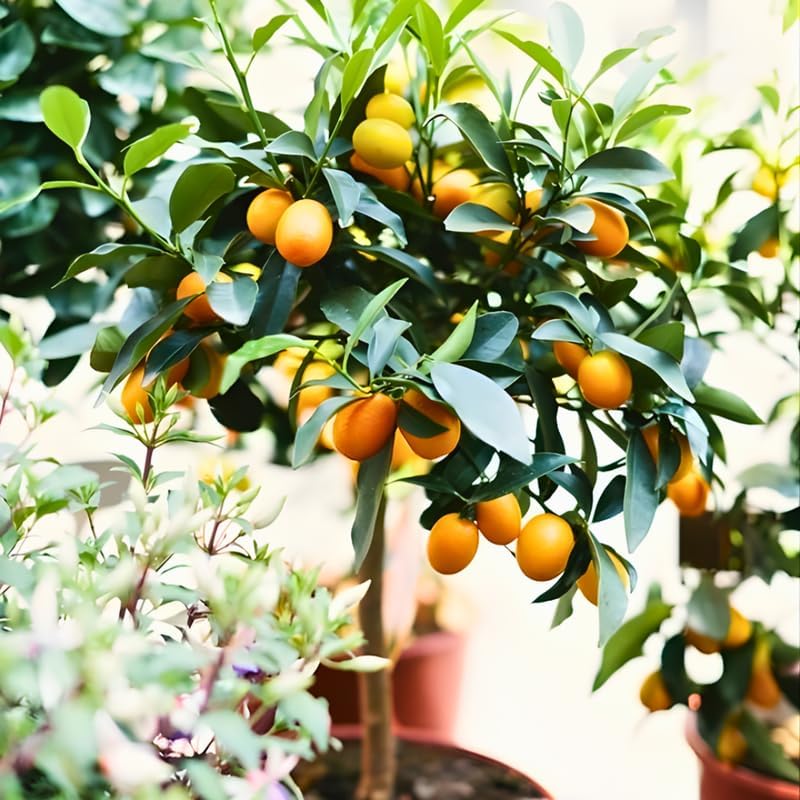 Meiwa Sweet Kumquat Tree Live Plant | 3 Ft Tall | Fresh Round Sweet Fruit with Edible Peel, Fragrant Blooms | Ideal for Home Gardens and Patios