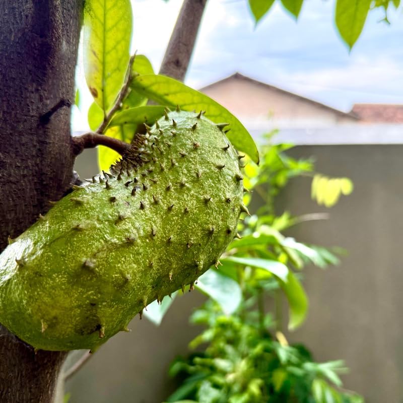No Ship to CA, HI, AK, Soursop Live Plant, 24-30" Tall in 1 Gallon Pot, Exotic Guanabana Fruit Tree for Tropical Gardens and Patios