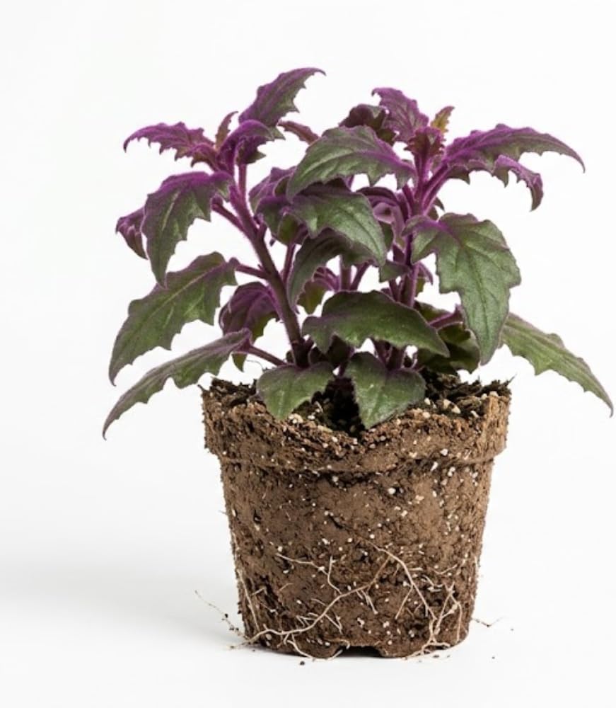 Purple Passion Live House Plant, 4-5 Inch Tall, Well-Rooted Bare Root Starter, Velvet Leaf Houseplant for Home and Office