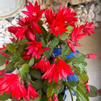 Orange Easter Cactus Plants Live, Spring Cactus Plant 3 Inch Tall, Compact Flowering Easter Cactus, Low Maintenance Indoor Houseplant for Modern Décor