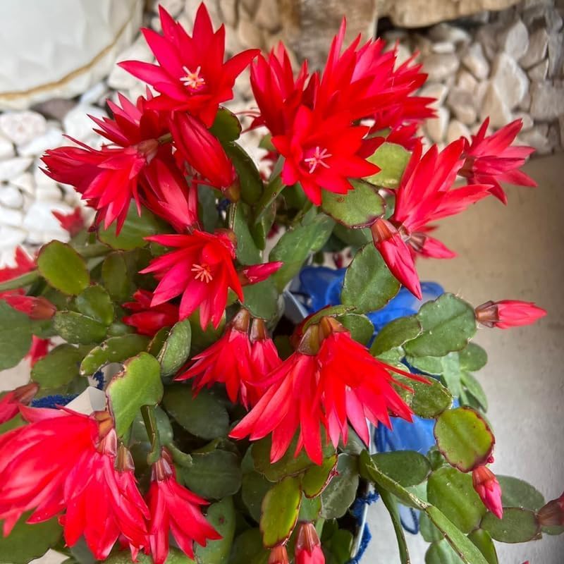 Orange Easter Cactus Plants Live, Spring Cactus Plant 3 Inch Tall, Compact Flowering Easter Cactus, Low Maintenance Indoor Houseplant for Modern Décor