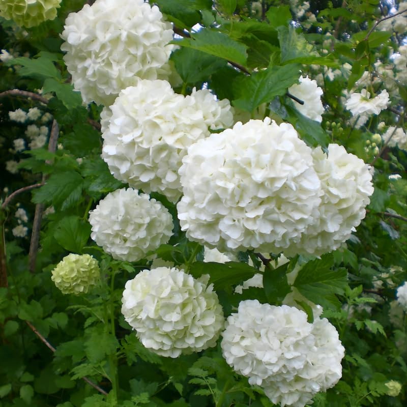 2 Snowball Bush Live Plants | Japanese Snowball Viburnum Live Plant for Outdoor Growing | 1–2 Feet Tall Bare Root Shrubs | Ideal for Garden Planting and Landscape Use