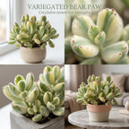 Live Succulent Plant, Variegated Bear Paws in 4" Pot, Vigorous Potted Cotyledon Tomentosa, Low Maintenance Plant for Home Office & Desk Decor