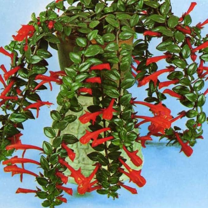 Goldfish Plant Live Houseplant | Trailing Long Leaf Goldfish | 4-6 Inch Indoor Tropical Plant | Easy to Grow & Care